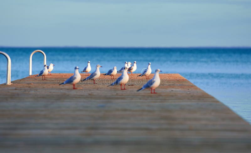 Group of seagulls standing at the sunny opposite end of a wooden pier overlooking water, all turned in profile with their attention focused to the side. Group of seagulls standing at the sunny opposite end of a wooden pier overlooking water, all turned in profile with their attention focused to the side.