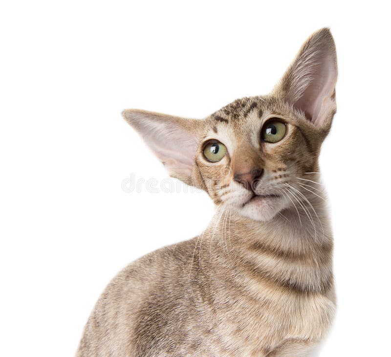 Attentive serious tabby ginger oriental kitten close-up isolated on white