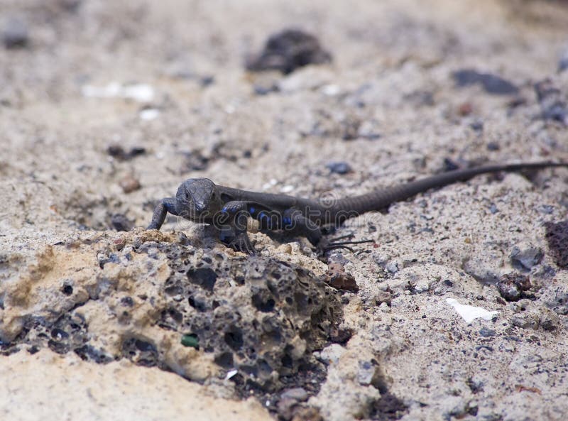 Attentive Western Canaries Lizard. Gallotia galloti - Tenerife Lizard - standing on rocks, looking at the viewer stock photo Attentive Western Canaries Lizard. Gallotia galloti - Tenerife Lizard - standing on rocks, looking at the viewer stock photo