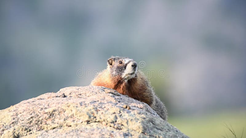 Attentive YellowBellied Marmot