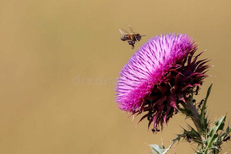 Atterrissage d'abeille sur une fleur violette photographie stock Atterrissage d'abeille sur une fleur violette photographie stock