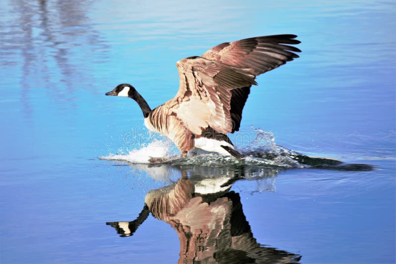 Atterrissage d'oie de Canada sur un étang lisse dans l'eau photo libre de droits Atterrissage d'oie de Canada sur un étang lisse dans l'eau photo libre de droits