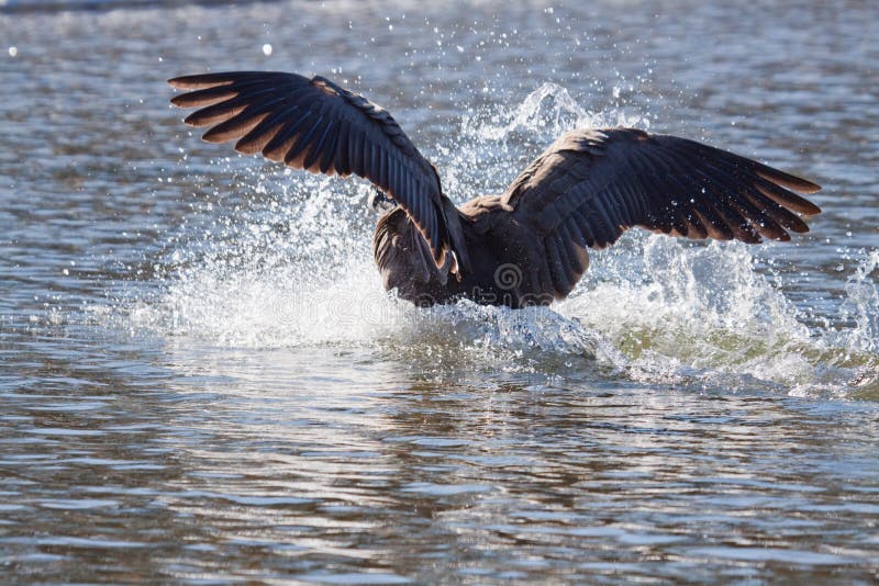 Atterrissage d'oiseau de vol dans l'eau photographie stock Atterrissage d'oiseau de vol dans l'eau photographie stock