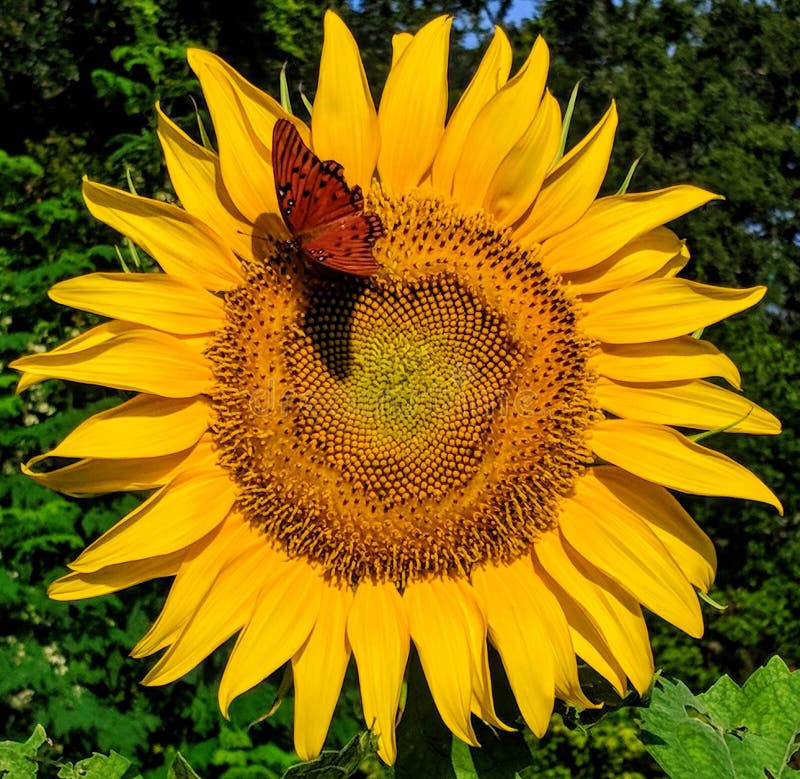 Atterrissage de papillon sur le tournesol jaune photo stock Atterrissage de papillon sur le tournesol jaune photo stock