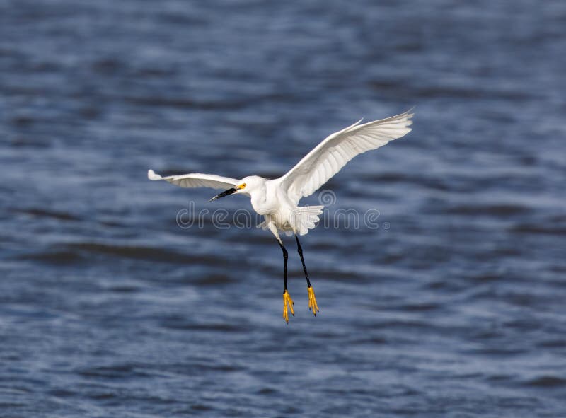 Atterrissage de thula d'Egretta de héron de Milou photographie stock libre de droits Atterrissage de thula d'Egretta de héron de Milou photographie stock libre de droits