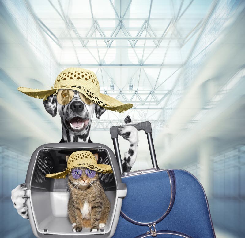 Attesa dalmata del gatto e del cane all'aeroporto con la valigia blu fotografia stock libera da diritti Attesa dalmata del gatto e del cane all'aeroporto con la valigia blu fotografia stock libera da diritti