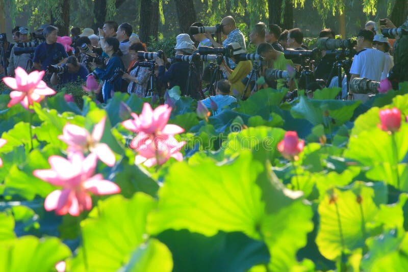 Attesa del lato dello stagno di loto degli entusiasti di fotografia di Sun sugli uccelli e sui fiori immagini stock Attesa del lato dello stagno di loto degli entusiasti di fotografia di Sun sugli uccelli e sui fiori immagini stock