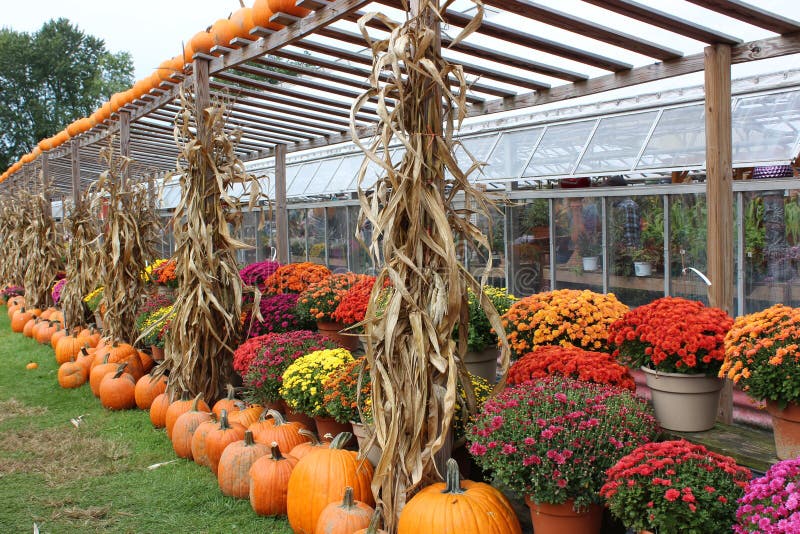 Attractive Fall Scene With Pumpkins Hardy Mums And Corn Stalks