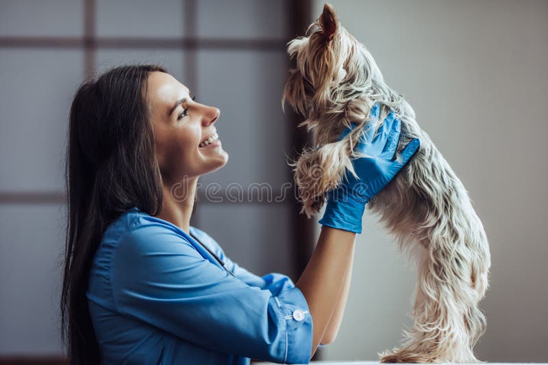 Attractive fmale doctor veterinarian at clinic is examining little dog Yorkshire Terrier.