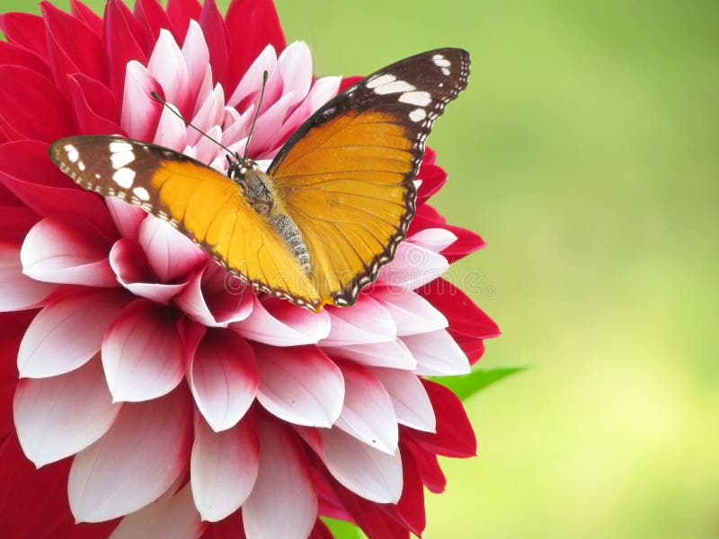 Una farfalla Viceré si siede su un bianco tendente al rosso attraente dahlia fiore.