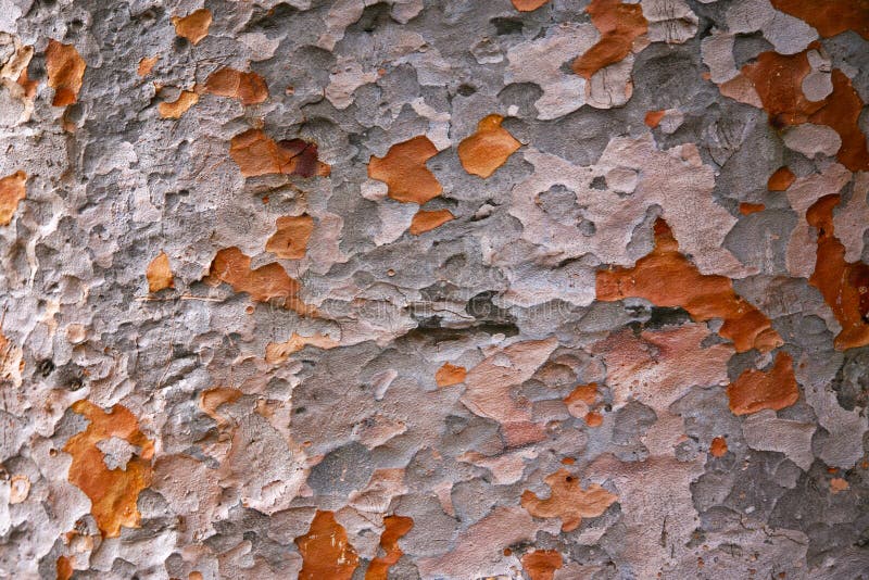 Camouflage Pattern on Tree Bark Stock Image Image of effect, greys