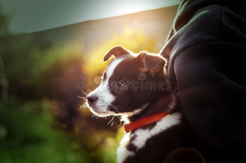 Attractive portrait of a puppy in hands of the owner in the rays of the sun stock photo