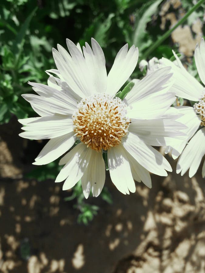 Attractive White Colour Flower Wallpaper Stock Photo Image of colour, attractive 179486948