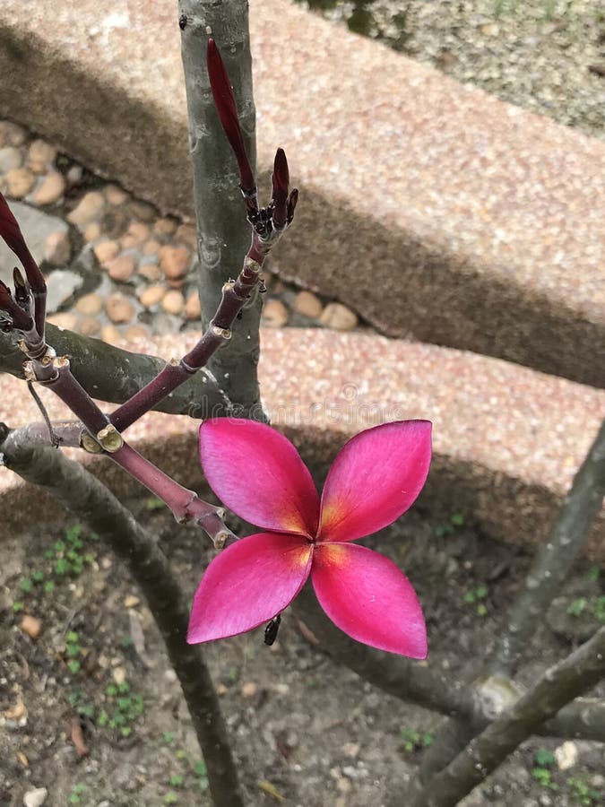 Attraktiva mörka rosa frangipani- eller Plumeriablommor arkivbild Attraktiva mörka rosa frangipani- eller Plumeriablommor arkivbild