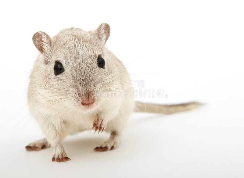 Cute young female rodent isolated on white, macro closeup, close-up with copy space. Cute young female rodent isolated on white, macro closeup, close-up with copy space