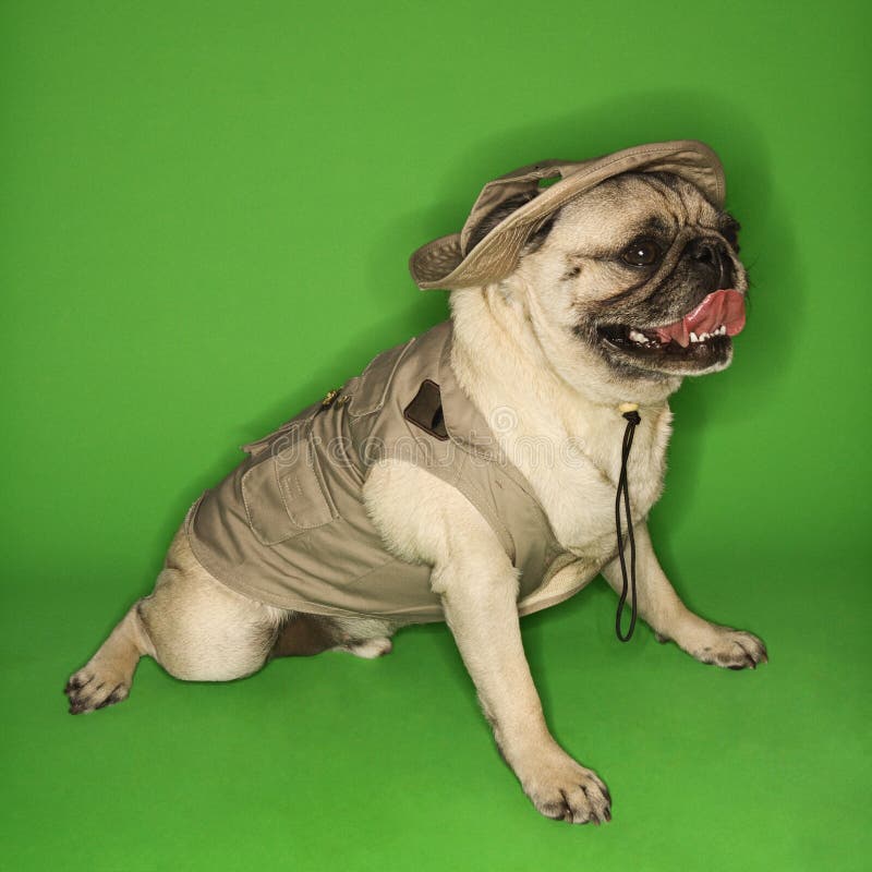 Attrezzatura da portare di safari del cane del Pug. fotografia stock Attrezzatura da portare di safari del cane del Pug. fotografia stock