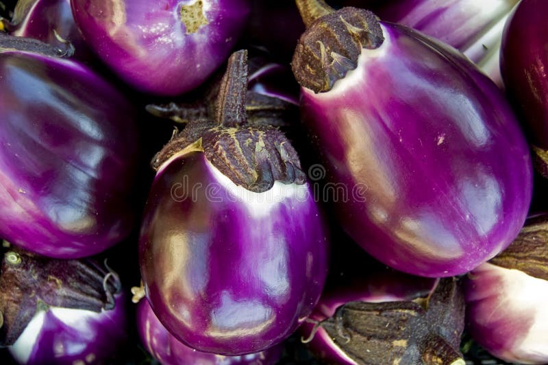 Aubergine stock image. Image of eggplant, farm, vegetable - 10163345