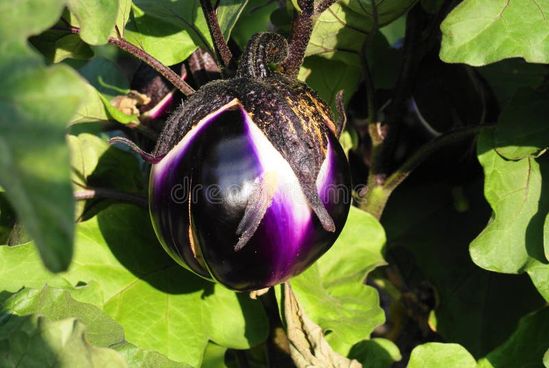 Aubergine stockfoto. Bild von frech, aubergine, frucht 20881334