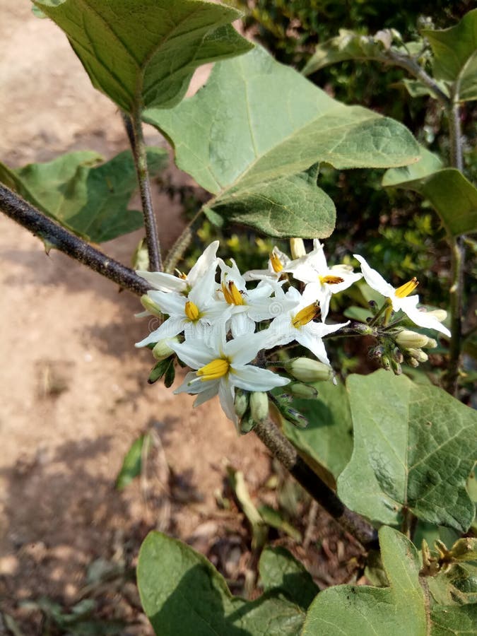 Aubergine sauvage photo stock. Image du aubergine, vert 41196620