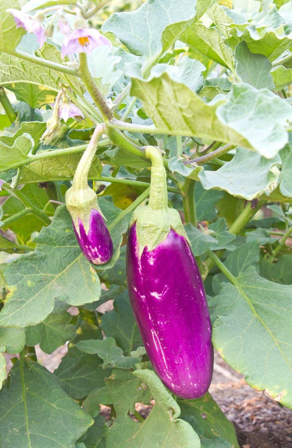 Aubergine, Eggplant. stock photo. Image of mature, drops 23821148