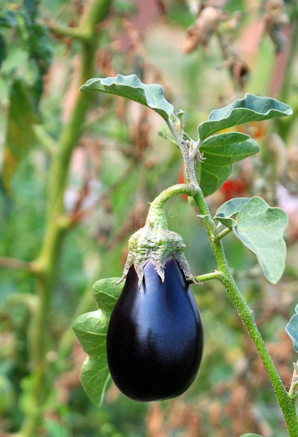 Eggplant growth stages stock image. Image of concept 66386821