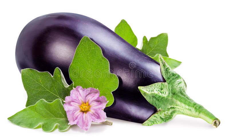 Aubergine or eggplant with aubergine flower and leaves on white background stock photography Aubergine or eggplant with aubergine flower and leaves on white background stock photography