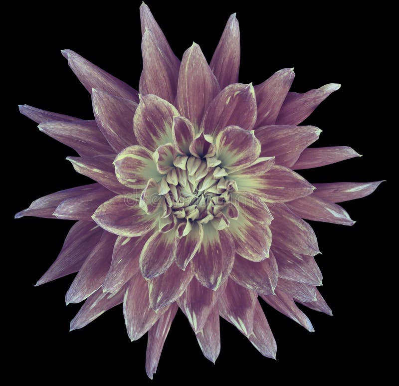 Aubergine-weiße Blume der Dahlie, schwarzer Hintergrund lokalisiert mit Beschneidungspfad nahaufnahme ohne Schatten Großes, besch stockfotografie Aubergine-weiße Blume der Dahlie, schwarzer Hintergrund lokalisiert mit Beschneidungspfad nahaufnahme ohne Schatten Großes, besch stockfotografie