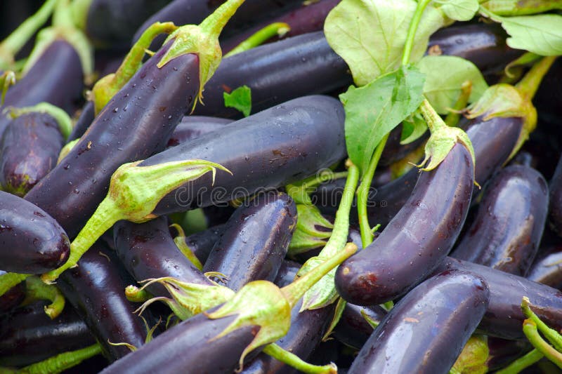 Aubergines stock photo. Image of food, freshness, nutrient 12389536
