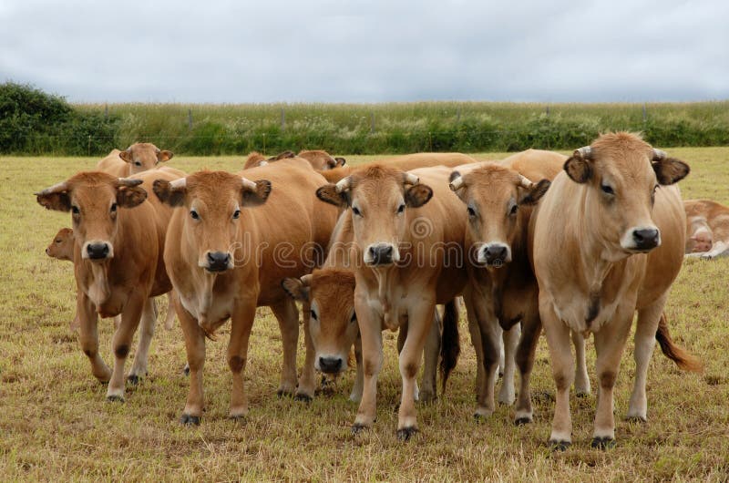 Razza aubrac mucche in un campo in francese.