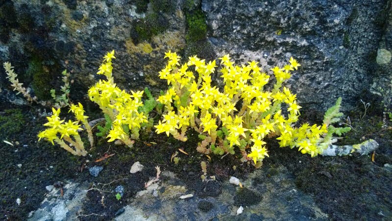 Aubrey flowers acrid yellow Orleans region  in France. Aubrey flowers acrid yellow Orleans region  in France