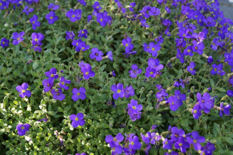 Aubrieta是一株低矮 蔓延的植物 耐寒 常青 常年生长 有小紫 粉红或白花库存照片 图片包括有颜色 开花