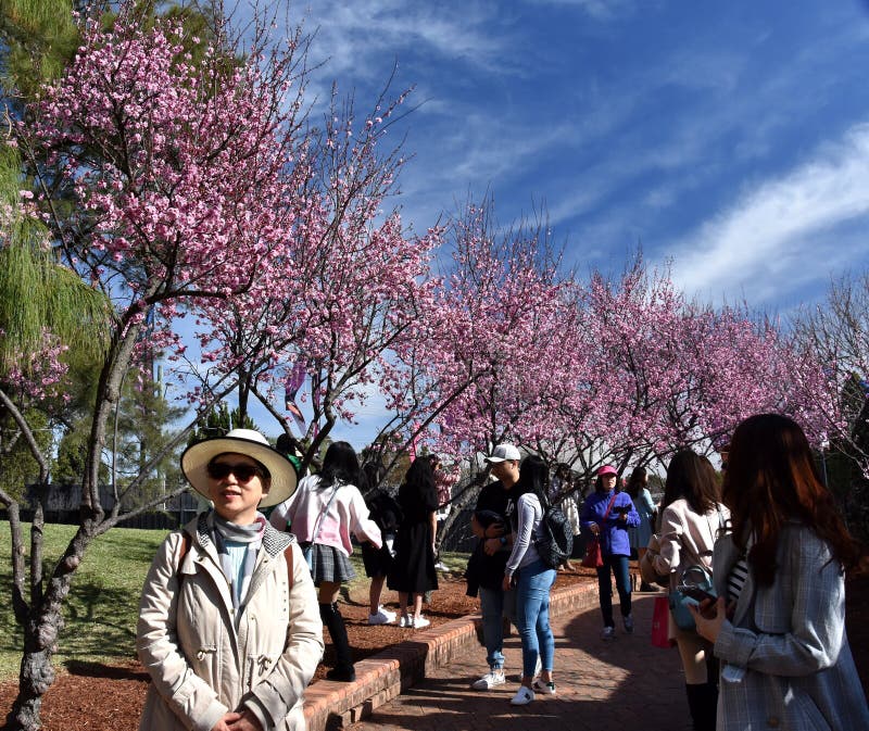 Cherry blossom festival auburn