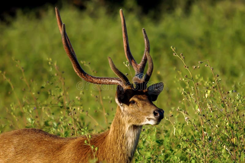Auf den Inseln von Java heimische Hirscharten lizenzfreie stockfotografie Auf den Inseln von Java heimische Hirscharten lizenzfreie stockfotografie