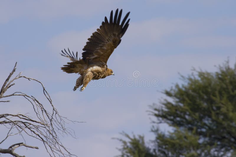 Aufgeladener Adler im Flug stockbilder Aufgeladener Adler im Flug stockbilder