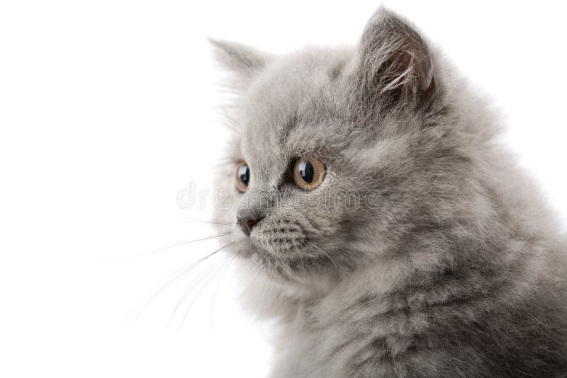 Excited british kitten isolated on white. Excited british kitten isolated on white