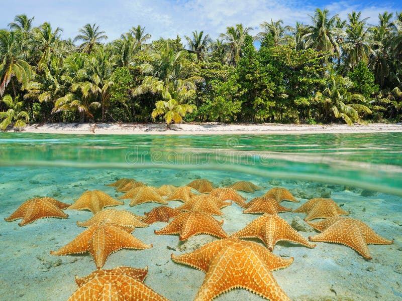 Aufgeteiltes tropisches Strand Ufer und Starfish Unterwasser