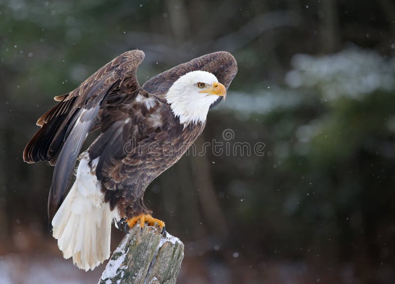 A Bald Eagle (haliaeetus leucocephalus) perched on a post, posing with it's wings up with snow falling in the background. A Bald Eagle (haliaeetus leucocephalus) perched on a post, posing with it's wings up with snow falling in the background.