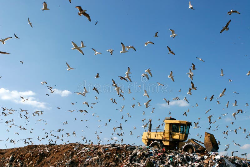 Landfill with bulldozer working, against beautiful blue sky full of sea birds. Great for environment and ecological themes. Landfill with bulldozer working, against beautiful blue sky full of sea birds. Great for environment and ecological themes