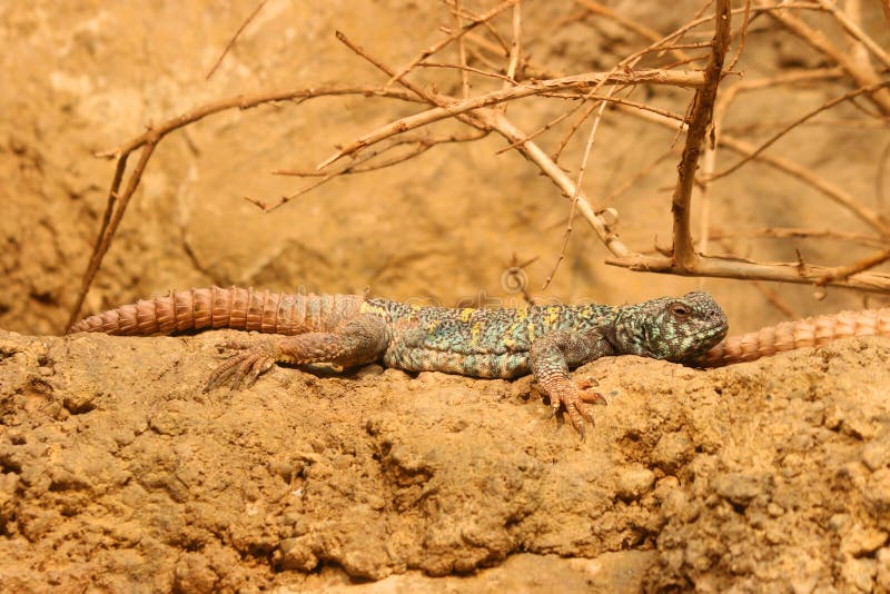 Aufwändige Stachelig-angebundene Eidechse Uromastyx aufwändig stockfoto Aufwändige Stachelig-angebundene Eidechse Uromastyx aufwändig stockfoto