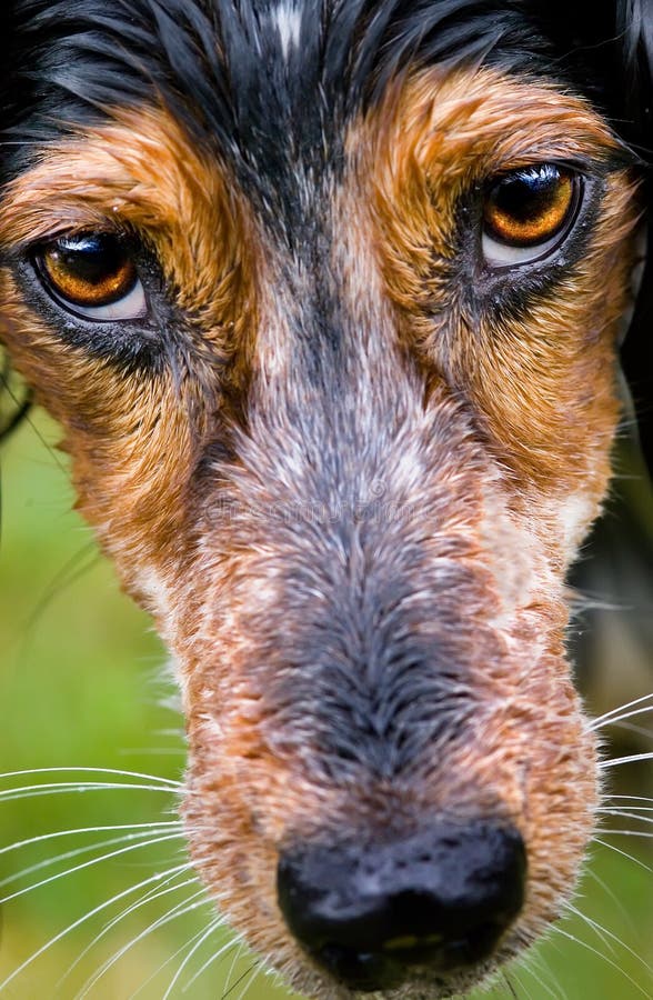 Hund Mit Durchbohrenden Augen Stockbild Bild von sheepdog, gelb