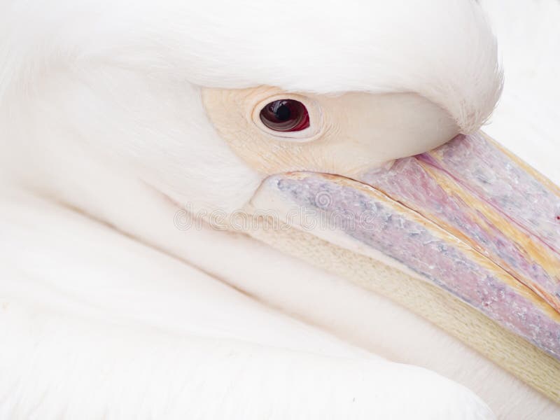 Augen-weißer Pelikan stockfoto Augen-weißer Pelikan stockfoto