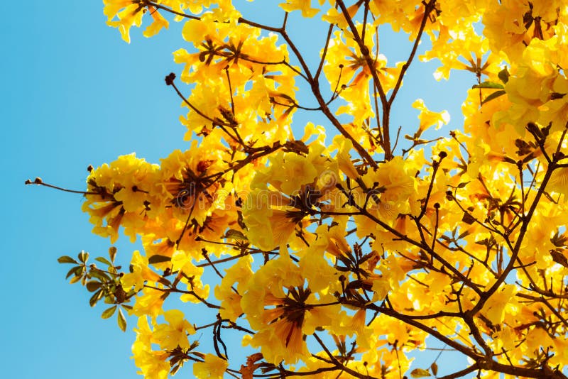 In this Photo the Flowers of the Yellow Ipe. it is a Species of Tree of the  Genus Handroanthus, Reaching Stock Photo - Image of botany, goiaiexcl:  228066320