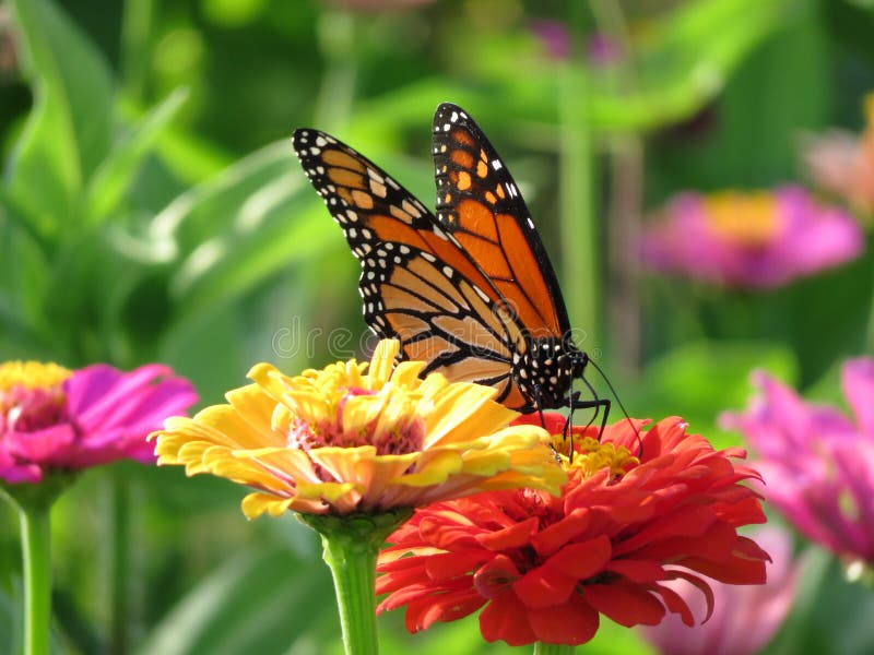 August Monarch Butterfly in de Tuin stock foto's August Monarch Butterfly in de Tuin stock foto's