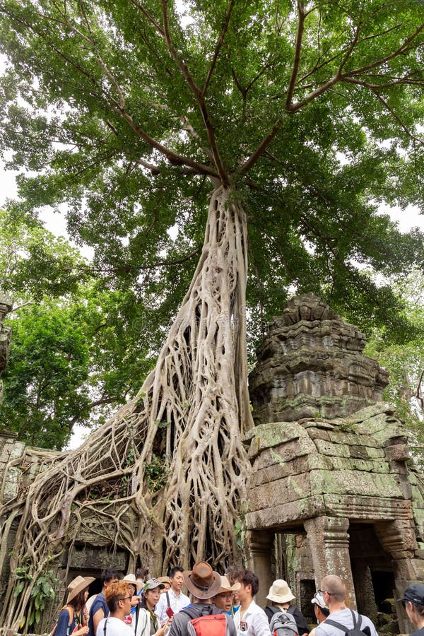 Augustus: 28: 2018 - de tempel van Ta Prohm met het reuzeboomwortels behandelen stock foto's Augustus: 28: 2018 - de tempel van Ta Prohm met het reuzeboomwortels behandelen stock foto's