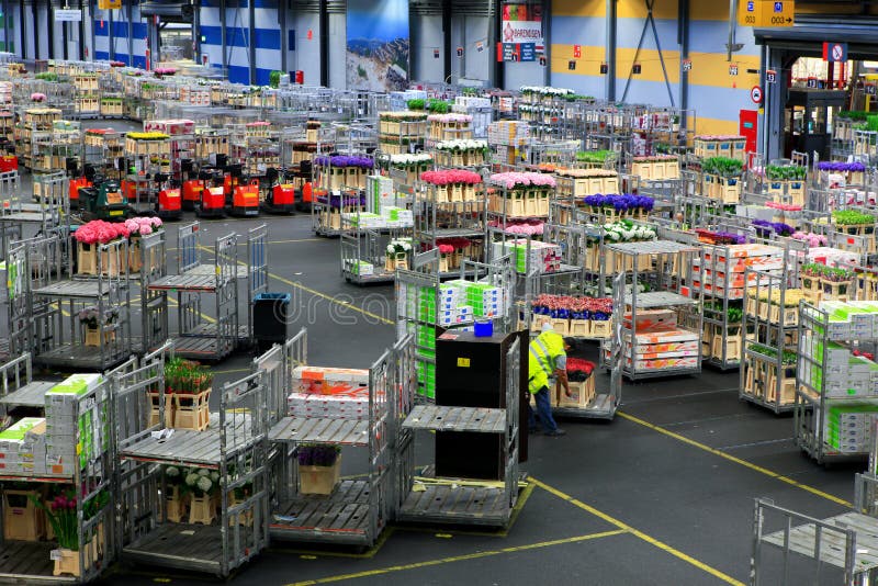 Auktionsboden Aalsmeers an der FloraHolland-Blumenauktion stockbild Auktionsboden Aalsmeers an der FloraHolland-Blumenauktion stockbild