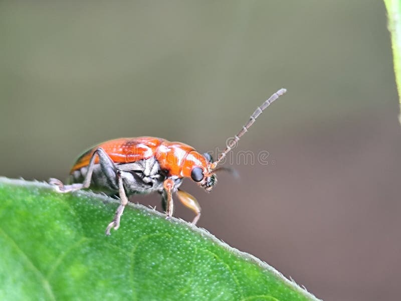 Aulacofora femoralis su una foglia verde. Chiusura dettagliata di un piccolo insetto. fotografie stock libere da diritti