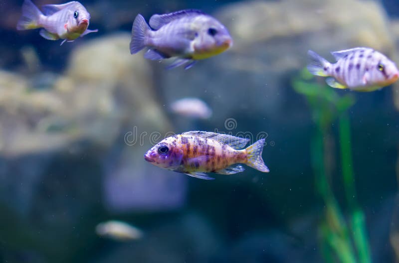 ob peacock cichlids