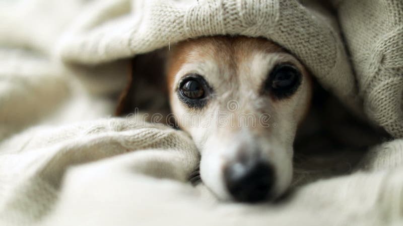 Aunder somnolent décontracté triste adorable de yeux de chien la couverture Faire une sieste au lit confortable Soin confortable clips vidéos