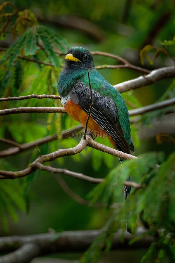 aurantiiventris Orange-gonflés de Trogon - de Trogon près d'oiseau passerine dans la famille de trogon, Trogonidae, des parties p photographie stock aurantiiventris Orange-gonflés de Trogon - de Trogon près d'oiseau passerine dans la famille de trogon, Trogonidae, des parties p photographie stock