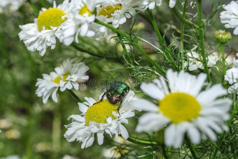Aurata van insectencetonia of nam chafer op kamille in de tuin toe Het insect op de margrietbloem Close-up royalty-vrije stock foto's Aurata van insectencetonia of nam chafer op kamille in de tuin toe Het insect op de margrietbloem Close-up royalty-vrije stock foto's